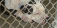Charlotte-Mecklenburg Animal Care and Control free up dozens of kennels