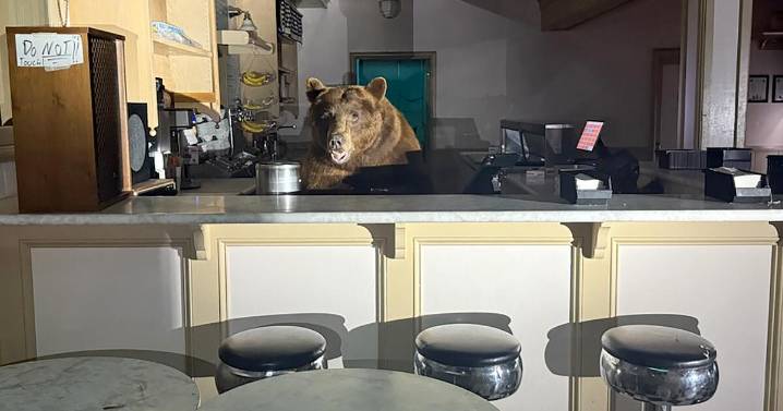 Bear found behind the counter of a South Lake Tahoe ice cream shop