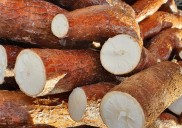 Todo lo que necesitas saber sobre la yuca: beneficios, propiedades y cómo plantarla en casa