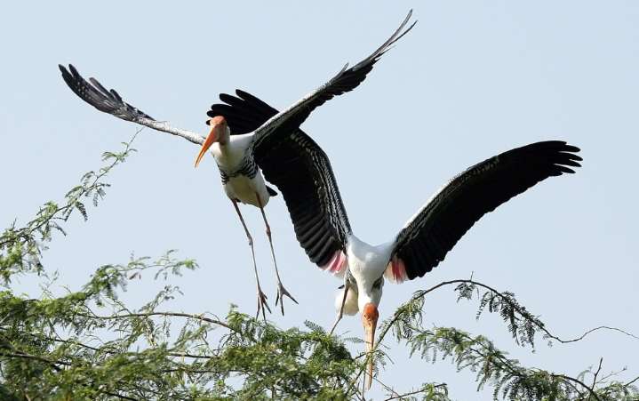 Las aves tropicales, víctimas del calor extremo