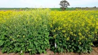Julio histórico para la industria aceitera: récord en molienda de girasol