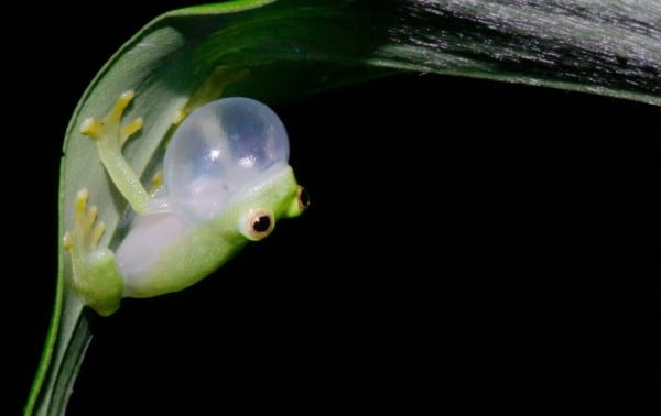 Ecuador, el país con más visión medioambiental, está bajo ataque