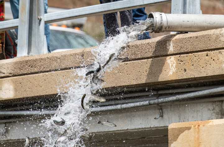 Fish stocking by the numbers: 19M fish added to Michigan fisheries