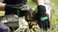 Robot rabbits deployed to control invasive pythons in Florida