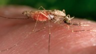 Chesapeake tackles mosquito surge amid seasonal rainfall