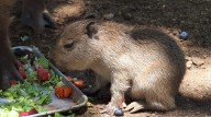 Nacimiento de bebé capibara causa sensación en Bioparque Estrella en Nuevo León