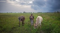 Cow’s milk, as well as Russian oil, fuels the US