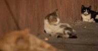 Policía de CDMX salva a gatita atrapada en un árbol