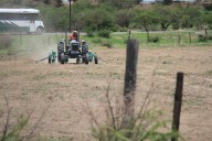 Avanza presencia de chapulín en cultivos de Durango