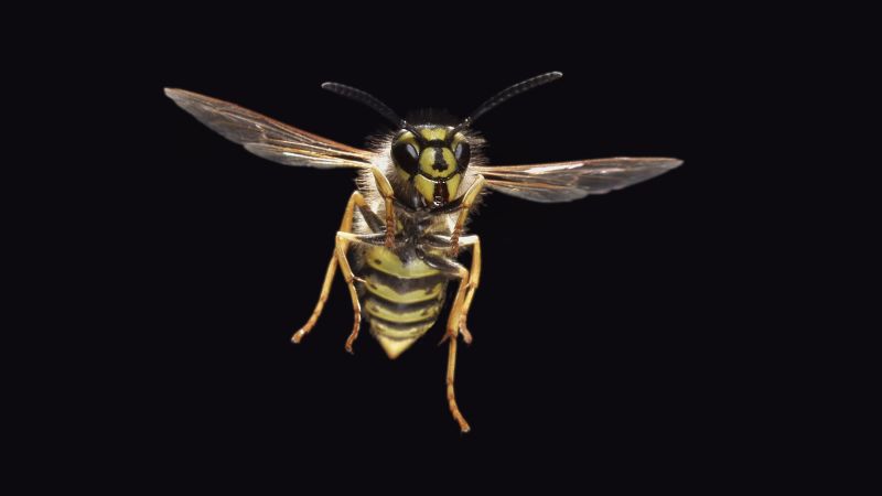 Everyone hates wasps. But this scientist wants us to love them