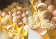 VIRAL: Mujer compra 90 huevos y al regresar a casa encuentra 70 pollos
