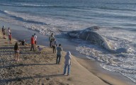Hallan ballena muerta en Playas de Tijuana
