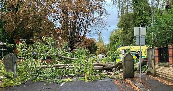Woman dies after being hit by falling tree branch on busy south Manchester road