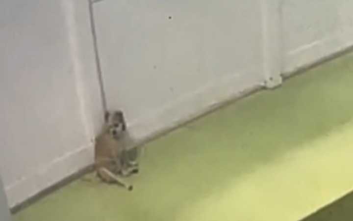 Woman Checks In on 'Introvert' Rescue Dog at Day Care