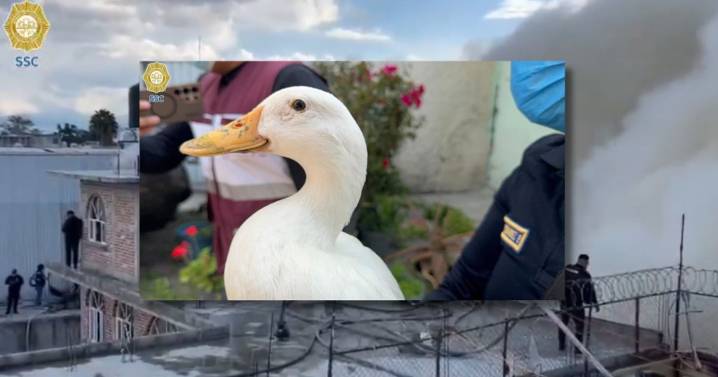 Rescatan a pato ‘escondido y asustado’ de bodega incendiada en Iztacalco