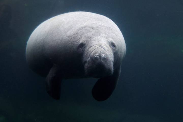 Scientists on standby to rescue rare manatee sighted in cold New England waters
