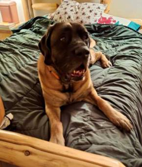 Dog missing after masked group fires shots at Maine home, leading to chase