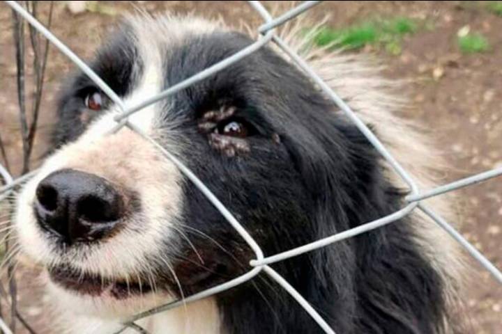 Caso de maltrato animal en Concordia: un hombre fue denunciado por golpear a su perro