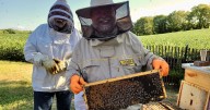 Apiary inspector talks mites and more at Eastern Panhandle Beekeepers Association picnic