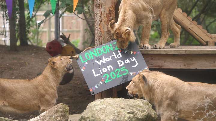 London Zoo's Asiatic lions celebrate World Lion Day