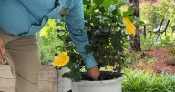 Watering Wisdom: how to keep contain plants thriving in extreme summer heat