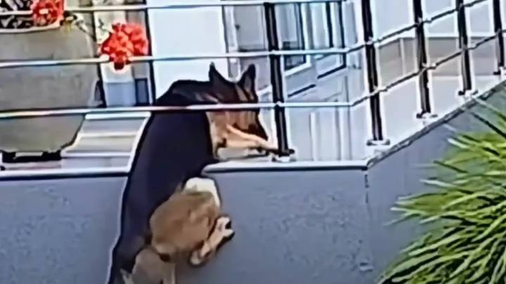 Video captó angustioso momento en el que un perro por poco cae de un balcón en Sincelejo