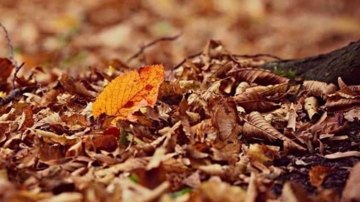 En vez tirar las hojas secas: convertí tu jardín en un espacio más saludable y cuidado con este método natural de reciclaje