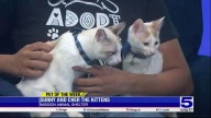 Pet of the Week: Sunny and Cher...