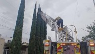 Rescatan Bomberos de Saltillo a gatita atrapada en un árbol
