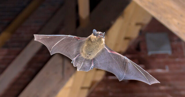 Officials: Hundreds Possibly Exposed to Rabies at Cabins in Wyoming