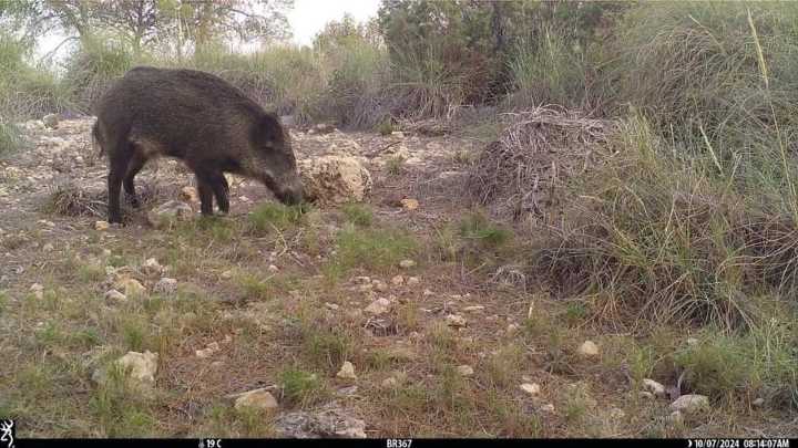Un jabalí causa la muerte de un motorista en la CV