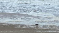 Hurricane Erin massive swells have Delaware beaches buzzing