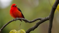 How AI can take your birdwatching to the next level