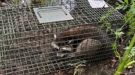Los agentes forestales alertan por la captura de esta especie invasora que ya se creía erradicada en Lugo