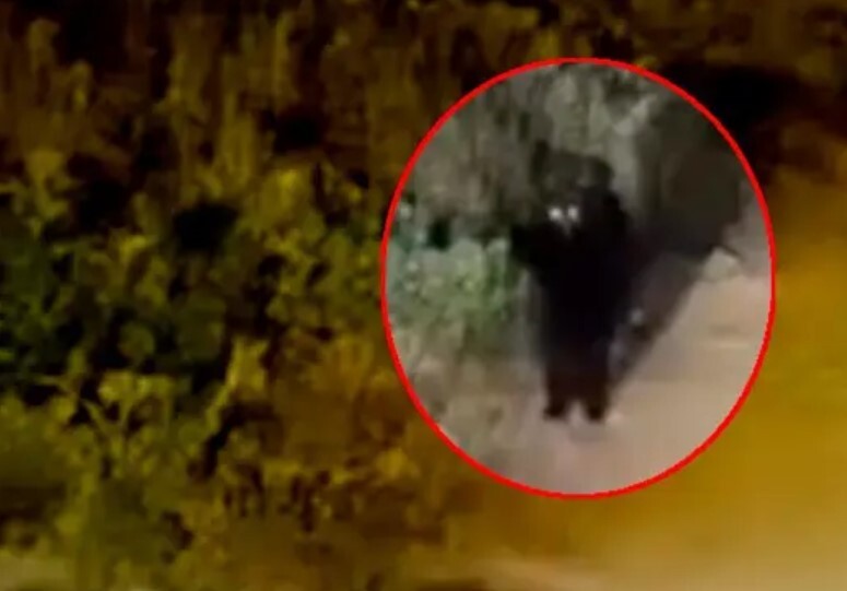 Captan a misterioso animal en Puebla