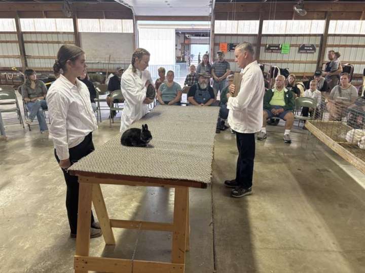 How do you judge a rabbit at the fair? It’s more complicated than you think.