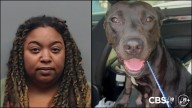 Ashley Summers charged after pregnant dog left in hot car at Golden Corral
