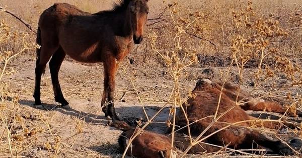 Crueldad animal: hallaron cadáveres de caballos y galgos malheridos