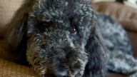This metro Atlanta therapy dog is up for a national hero dog award; here's how to vote