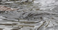Record-breaking amounts of rain flooded Charleston area