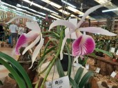 Montecarlo se prepara para una nueva edición de la Fiesta Nacional de la Orquídea y Provincial de la Flor