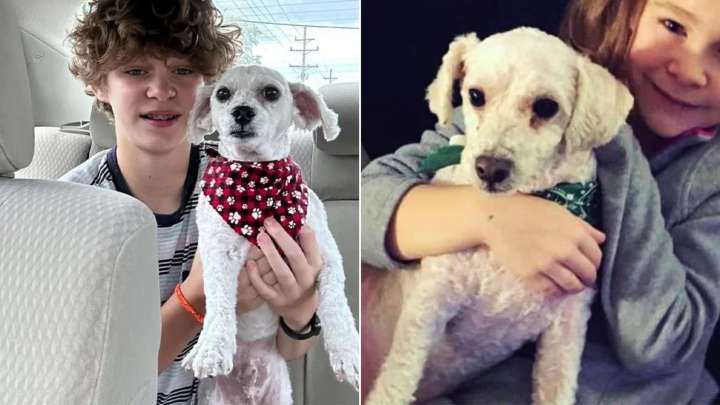 Family Came Back Home With Their Dog After A Groomer's Appointment Only To Realize Something Was Wrong