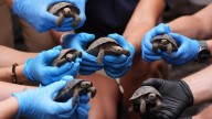 Tortoise hatchlings born of century-old parents welcomed at Philadelphia Zoo
