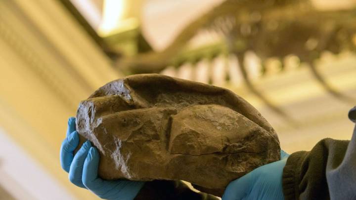 A partir de 2026 se impartirá la carrera de Paleontología en Chile: ¿En qué universidad se podrá estudiar?