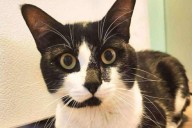 Cat goes missing on BC Ferries sailing