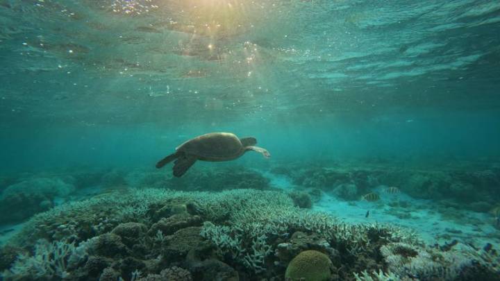 ‘Like wildfires underwater’: Worst summer on record for Great Barrier Reef as coral die
