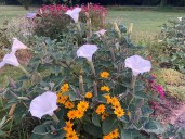 MLive Flower Garden contest: Do you have a garden to show off?