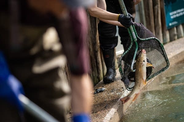 Minnesota DNR stocks fish pond ahead of State Fair