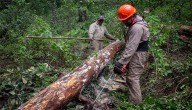 Brigadas intervendrán 34.9 hectáreas del Cerro de Xocotépetl