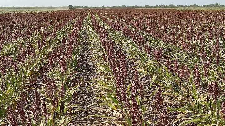 “Este será mi último año sembrando sorgo”; falta de subsidios y sequía impacta el campo en Tamaulipas